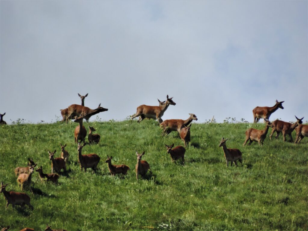 Parco Nazionale d'Abruzzo