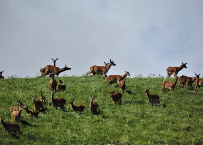 Parco Nazionale d'Abruzzo