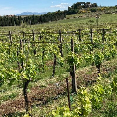 Vineyards in Frascati Vineyards in Frascati